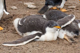 Gentoo Penguin